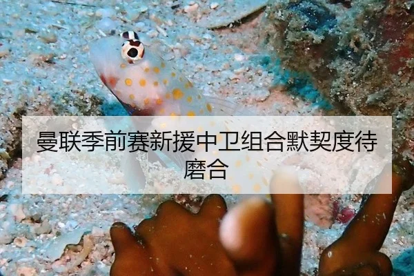 曼联季前赛新援中卫组合默契度待磨合